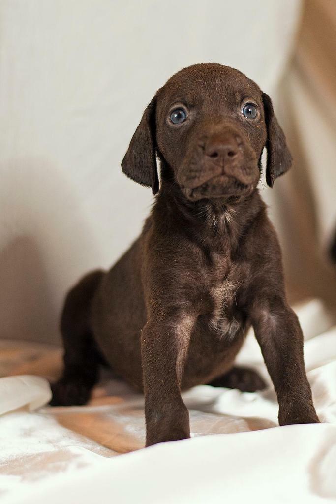 lego great white shark set